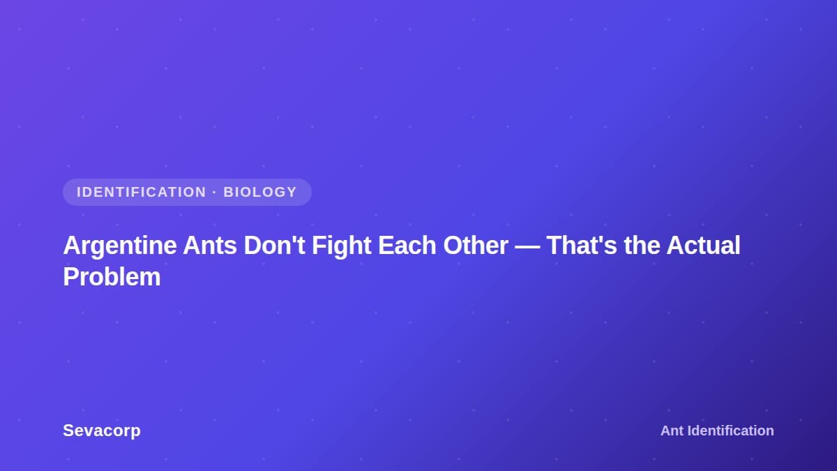 Graphic reading "Argentine Ants Don't Fight Each Other — That's the Actual Problem", tagged Identification and Biology