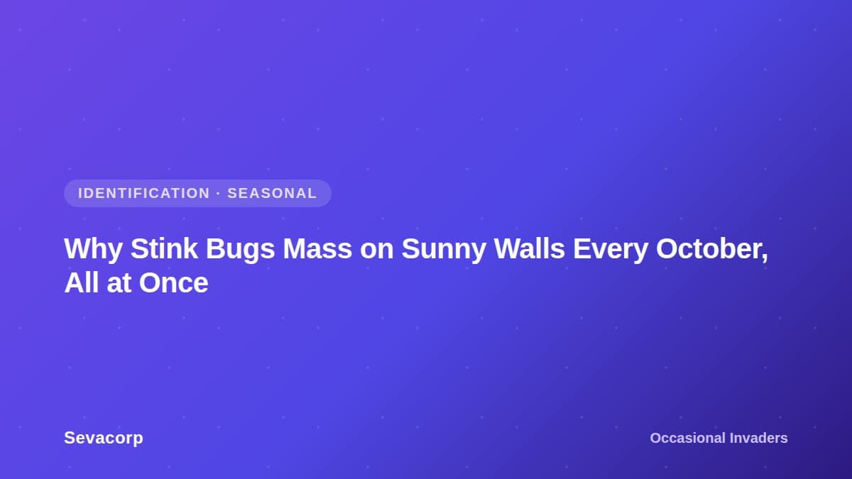 Graphic reading "Why Stink Bugs Mass on Sunny Walls Every October, All at Once", tagged Identification and Seasonal