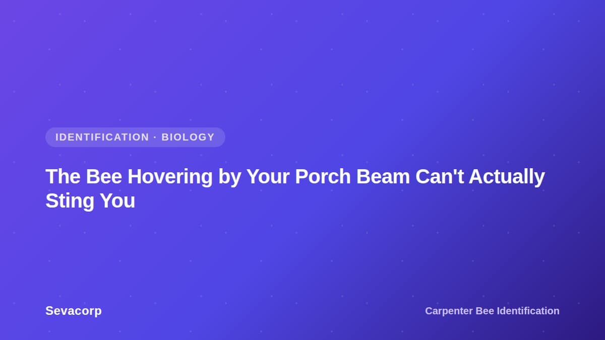 Graphic reading "The Bee Hovering by Your Porch Beam Can't Actually Sting You", tagged Identification and Biology