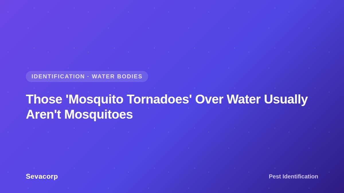 Graphic reading 'Those Mosquito Tornadoes Over Water Usually Aren't Mosquitoes', tagged Identification, Water Bodies