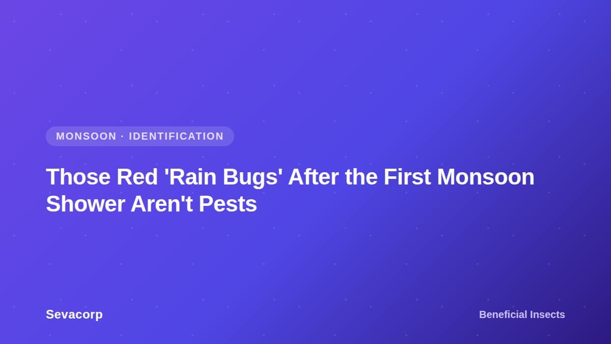 Graphic reading 'Those Red Rain Bugs After the First Monsoon Shower Aren't Pests', tagged Monsoon, Identification