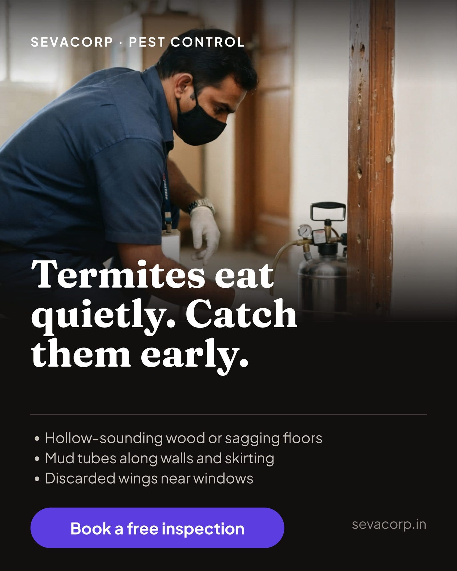 Illustration of common termite warning signs — hollow-sounding wood, mud tubes along walls, and discarded wings near windows