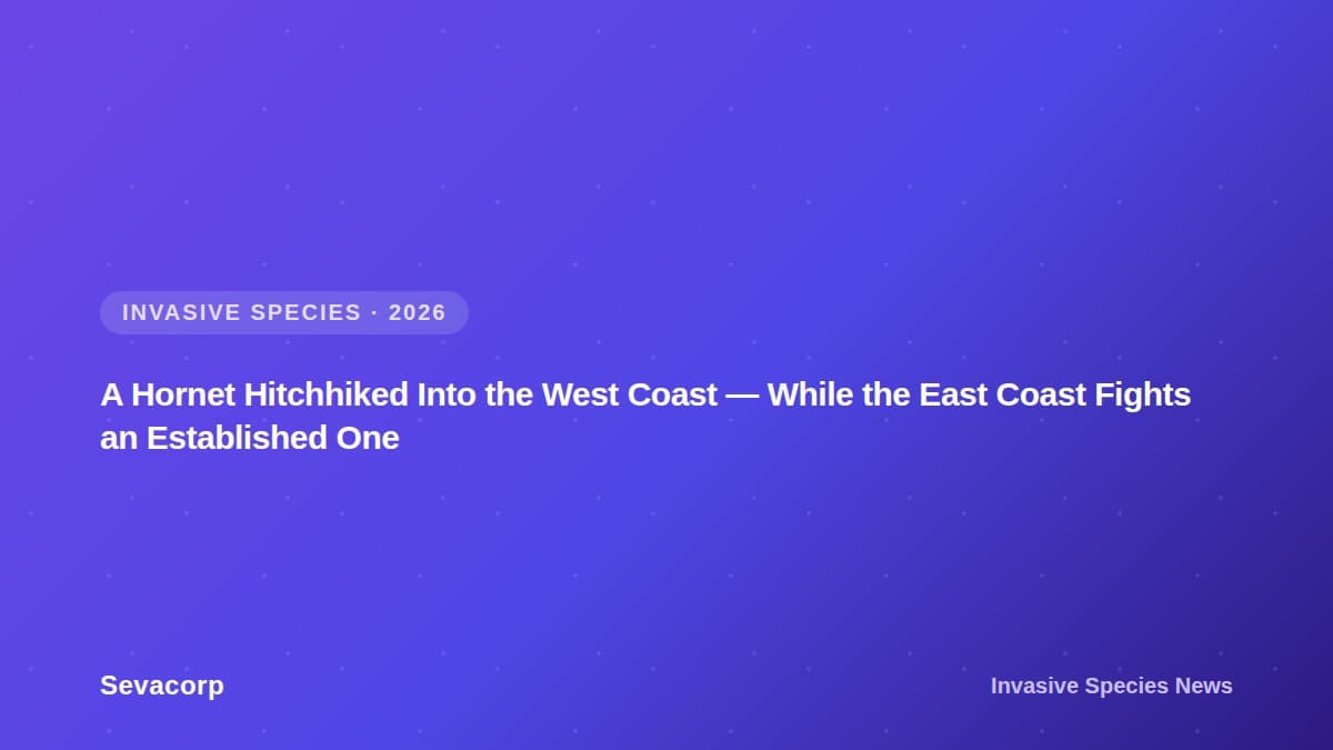 Graphic reading "A Hornet Hitchhiked Into the West Coast — While the East Coast Fights an Established One", tagged Invasive Species, 2026