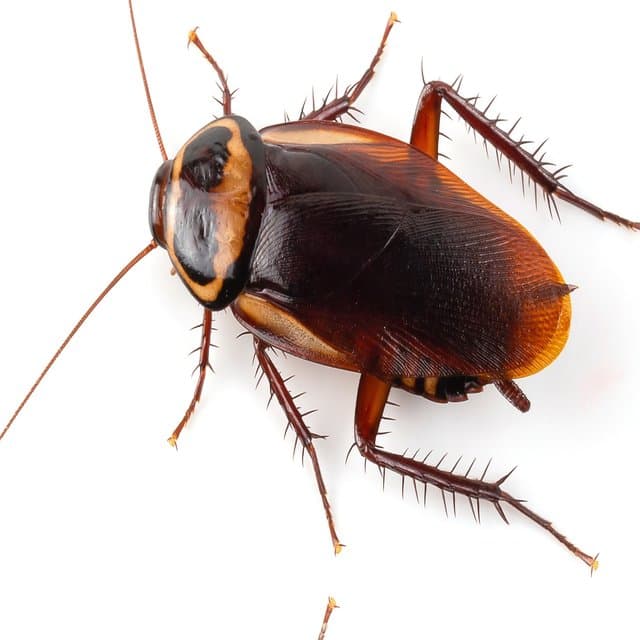 Cockroaches