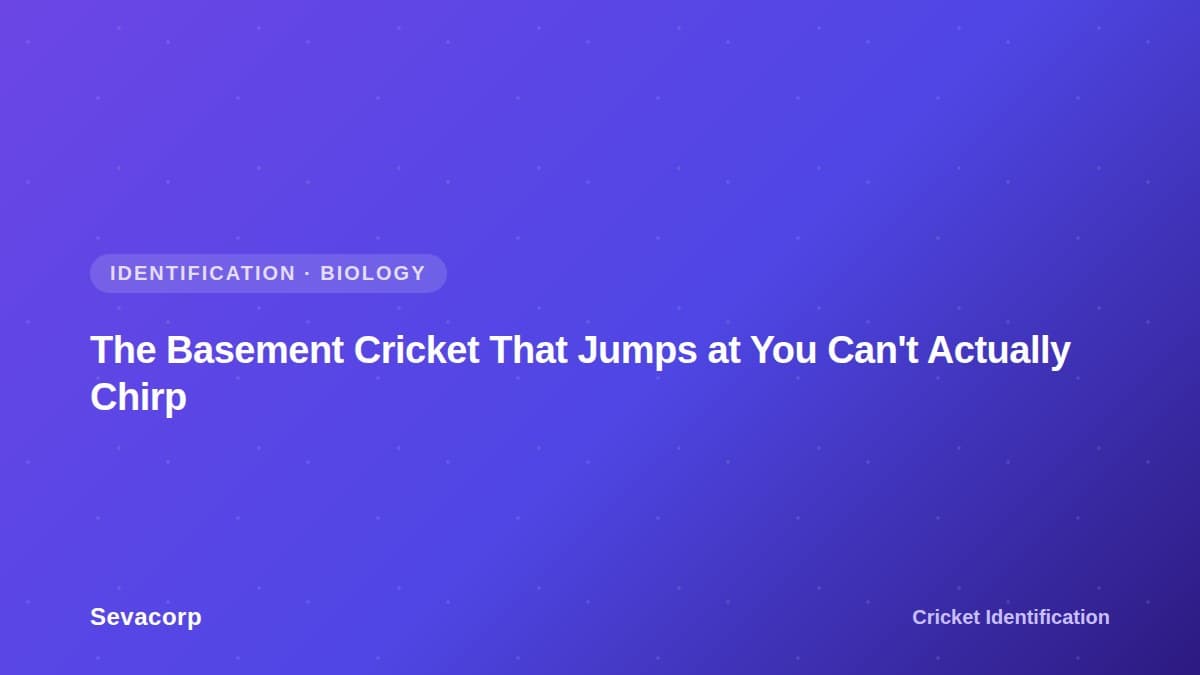 Graphic reading "The Basement Cricket That Jumps at You Can't Actually Chirp", tagged Identification and Biology