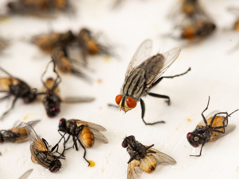 Fly Catcher Glue Board