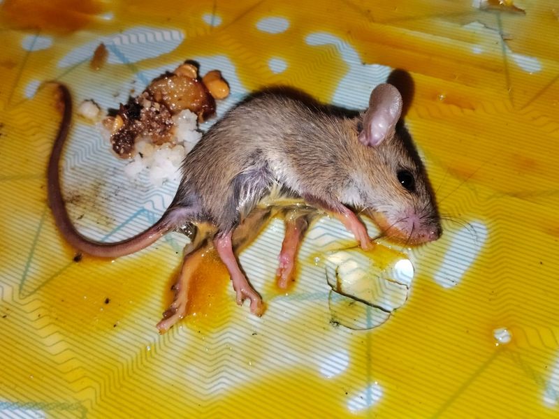 Glue Trap